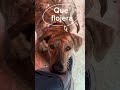 Flojito #dog #perros #perro #mascotas #amoamiperro