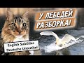 Кот Арчи участвует в разборке лебедей