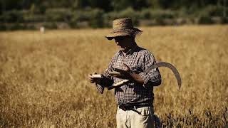 Spot Festa Del Grano 2022 - Ritorno Alle Origini