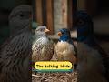 STORY-THE TALKING BIRDS #bedtimestories #englishstory #shorts #kidsvideo