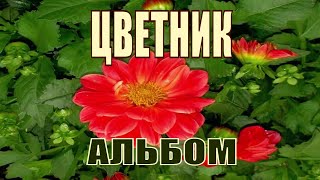 Цветник Альбом.