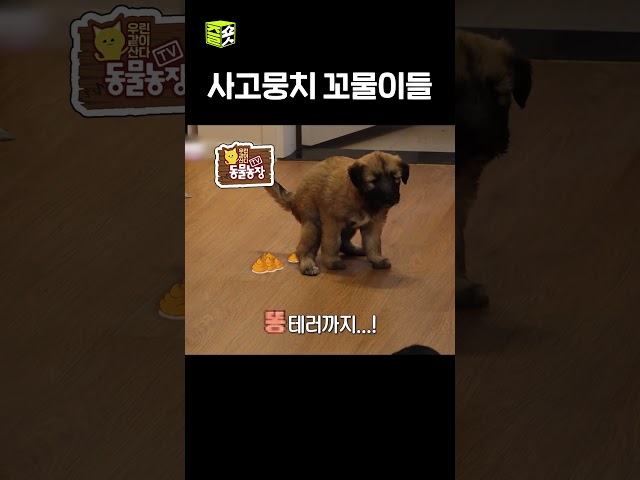 서로 도망가기 바쁜 엄마, 아빠 #TV동물농장 #우와한비디오 #우와비 #shorts