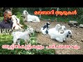 ആട്ടിൻകുട്ടികളും പരിചരണവും, Malabari Goats and it's caring #lovedalekennelslivestock#Goat #Malabari