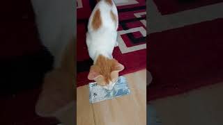 Kucing #ken #cute #cat
