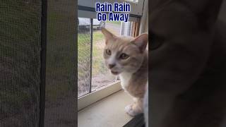 Dunkin the Cat | Spring Showers and Window Watching 🐈🌧️