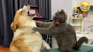 New funny videos with CATS🐱 and DOGS🐶 Funniest moments with ANIMALS 🤣2025