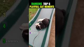 Cats having too much fun 😹🎈 #shorts #funnycats #cat #funny #trending