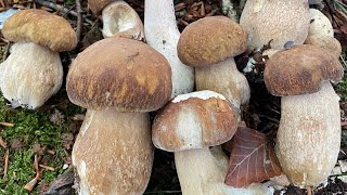 Porcini foraging with little sweetheart