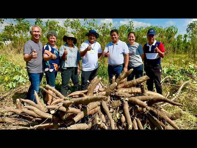 Witness The Biggest Cassava Harvest Ever: 100 Tons per Hectare - Unbelievable! class=