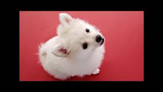 Beautiful Background   Dogs   Number 35
