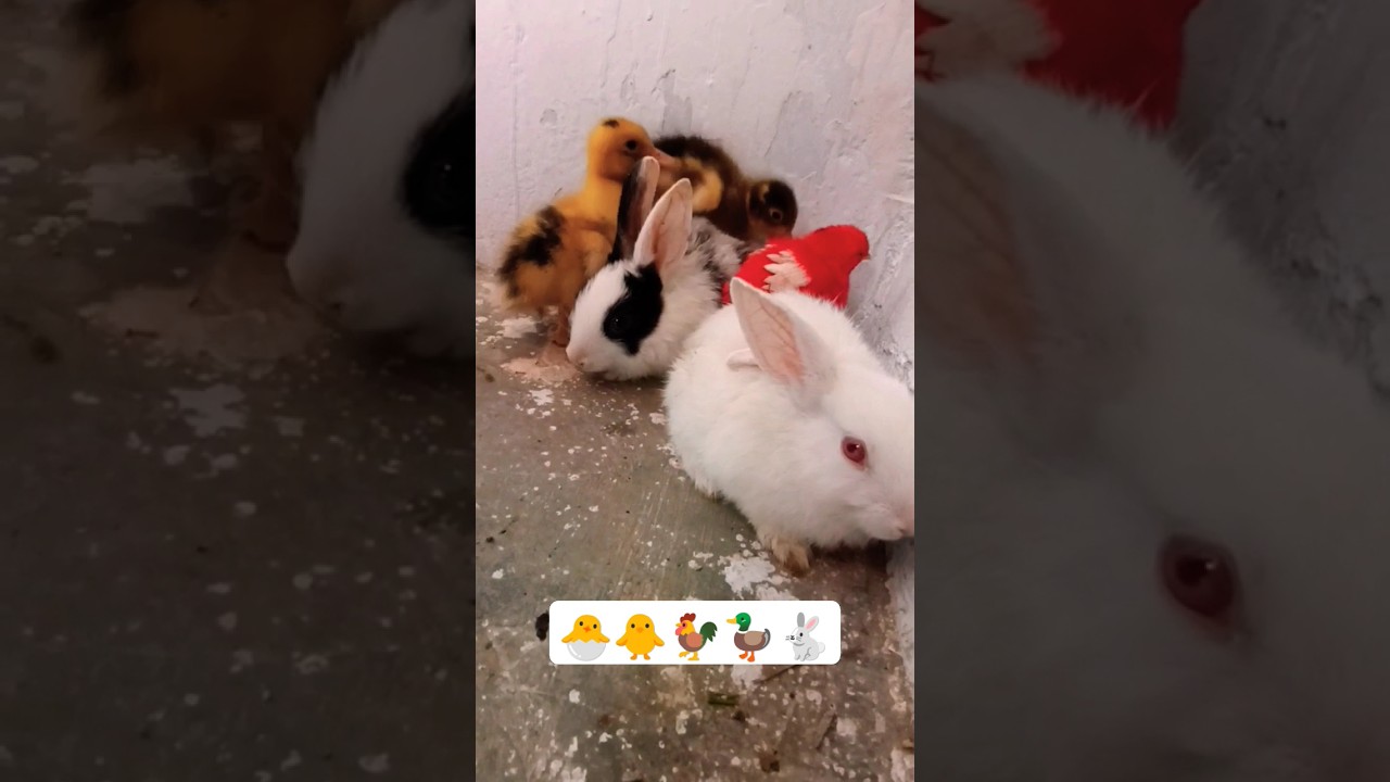 Chicks Rabbits & Duck video for baby 🐥🐓🦆🐇🥰 