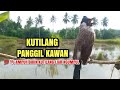 SUARA BURUNG KUTILANG GACOR  ASLI 100% AMPUH || Untuk Memanggil Burung Kutilang Liar Auto Mendekat.!