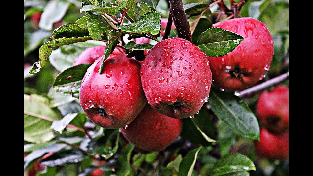 ВЫРАЩИВАНИЕ ЯБЛОК В КЕНИИ: ПРОДОЛЖЕНИЕ ДЕМО_ФЕРМЫ MWACHAMU