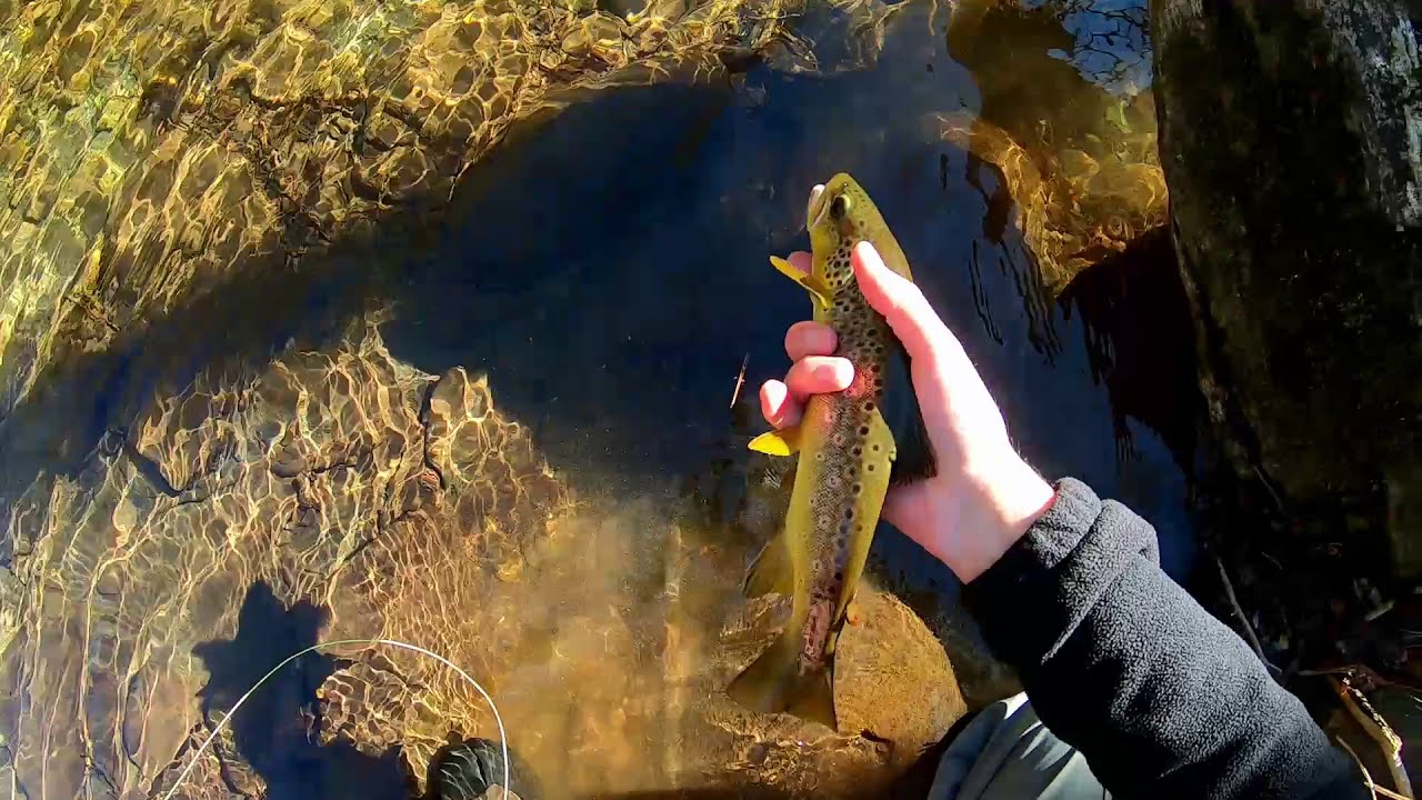 Fly fishing the Oconaluftee River Jan 2021 YouTube