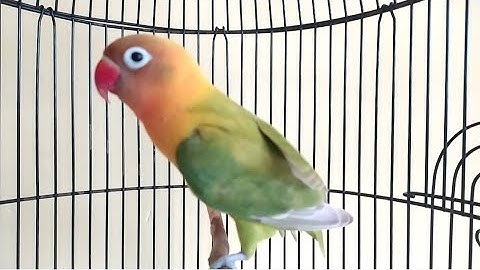 Coba aja lovebird full fighter Ngekek panjang pancingan masteran lovebird joos