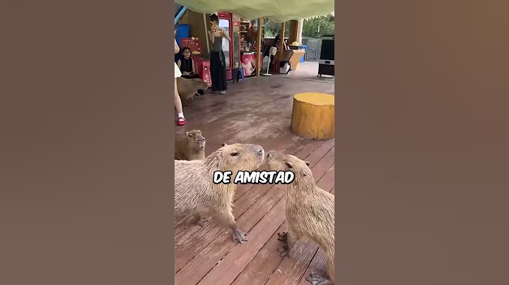 Por qué los cocodrilos no se comen a los capibaras #tonyfranco