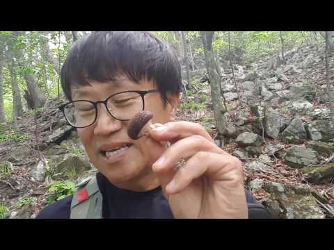자연산 표고버섯과 누리대 나물 산행기