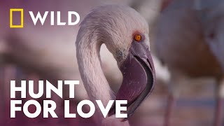 Hoping For Survival and Love | Incredible Animal Journeys | National Geographic WILD UK
