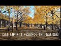 Autumn Leaves - Showa Memorial Park - Tachikawa, Japan 2019 - 4k 60fps