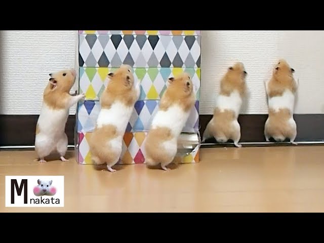 【ハムスター】人間入ってる?二足歩行の練習をするハムスター!おもしろ可愛い癒しLike a baby hamster practicing biped walking!