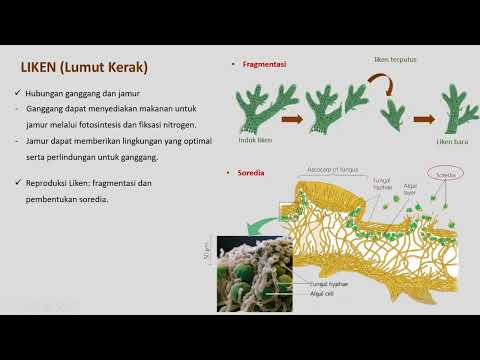 Video: Apakah warna lichen?