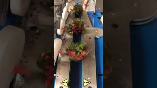IMG 1958