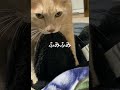 ふみふみ 愛猫
