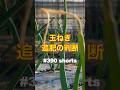 #shorts 【玉ねぎ・早生・追肥1回目】牛糞堆肥をマルチ上から撒いて追肥する。 第390話 #オーガニック栽培 #家庭菜園 #玉ねぎ #追肥
