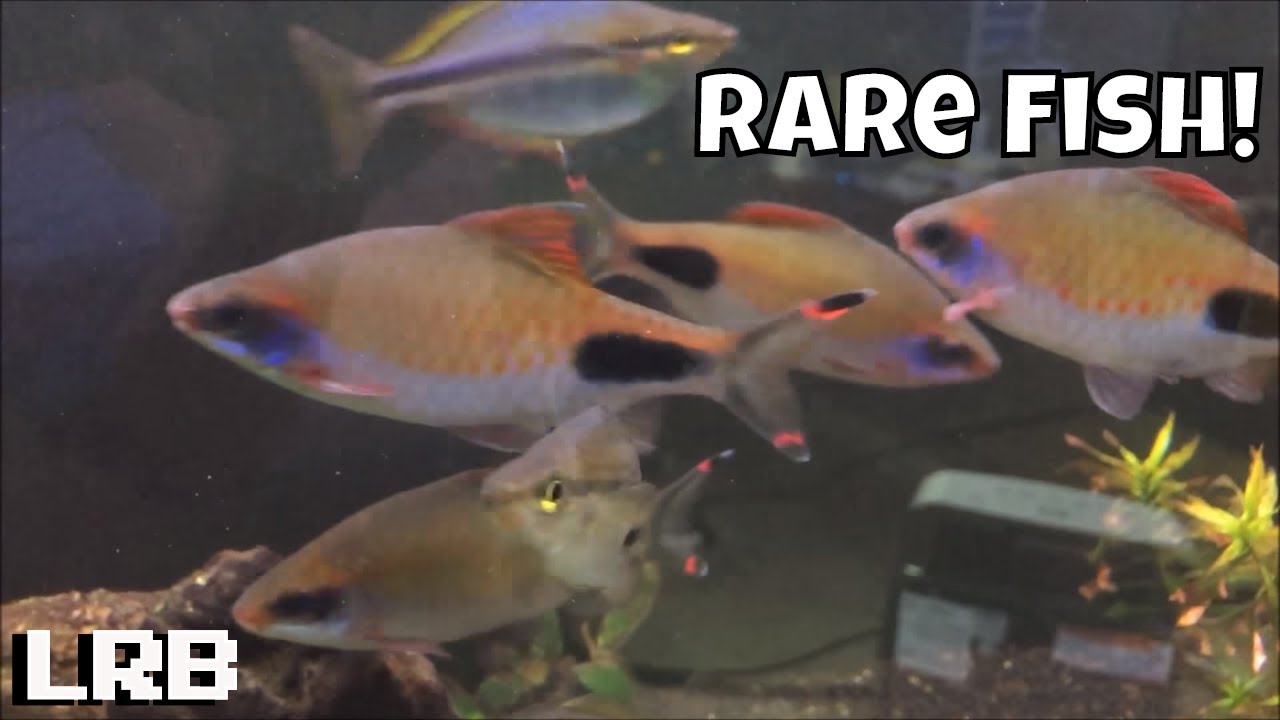 Dawkinsia Assimilis Mascara Barbs and Melanotaenia Goldiei Dekai