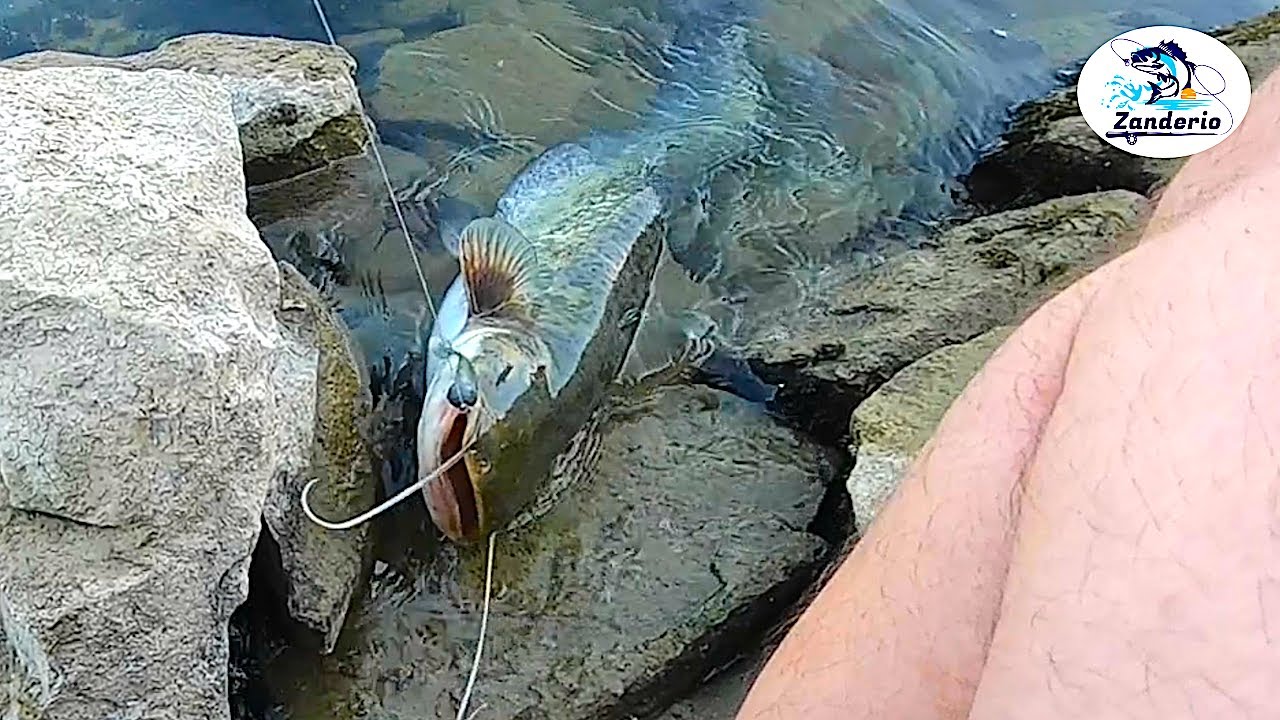 PECANJE  NA GLAVINJARU I SILIKONCA