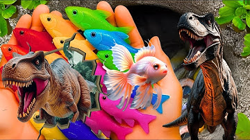 Bắt cá cảnh đầy màu sắc trong ao nhỏ, cá vàng, rùa con, lươn, cá thủy tinh, cá bảy màu, khủng long