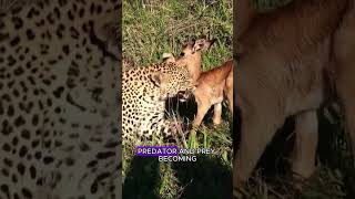Can A Leopard And An Impala Be Friends?