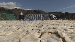 凍みこんにゃく作り最盛期　大子