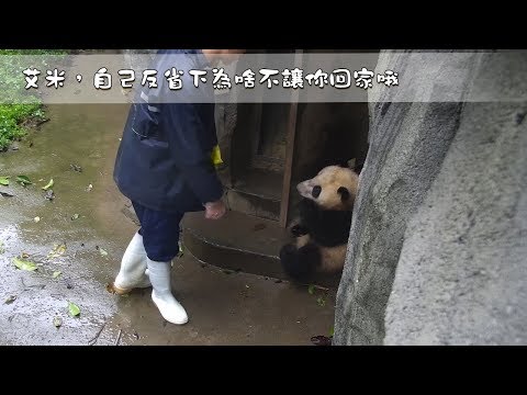 《熊貓早晚安》艾米，自己反省下為啥不讓你回家哦 | iPanda熊猫频道