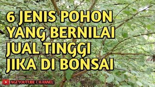 6 jenis pohon lokal yang bernilai jual tinggi jika di bonsai