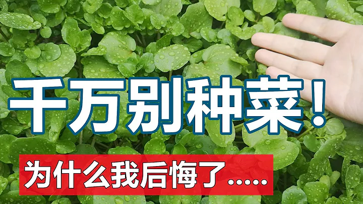 Don't grow vegetables by yourself, Why I regret...☹️ - 天天要闻