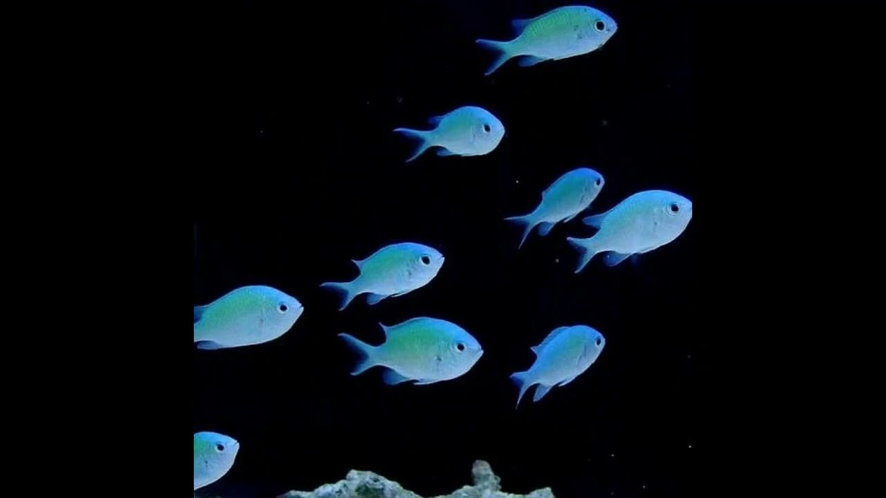 [FREE] Wegonebeok x Fakemink Type Beat - 