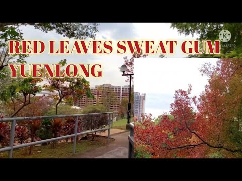 RED LEAVES  🍁  SWEAT GUM IN YUENLONG PARK 🇭🇰🇭🇰