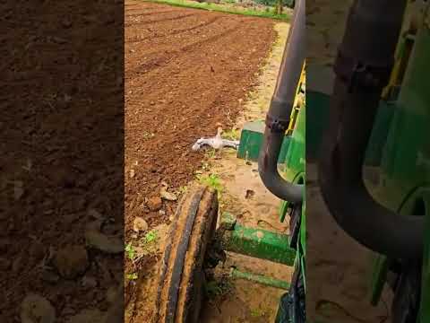 طائر الكروان كورزيط يتصدى لجرار لحماية عشه من الدهس