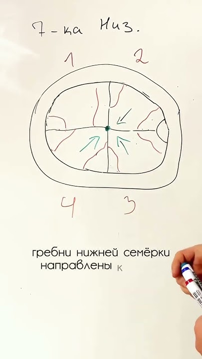 Нижняя семёрка. Второй моляр нижней челюсти. Центральные гребни и их ...