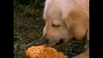 a dog vomiting and eating spaghetti for an hour