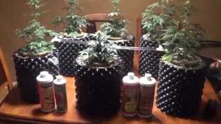 Dark Devil Autoflower Cannabis | Vast and Fast | Airpots | Day 25