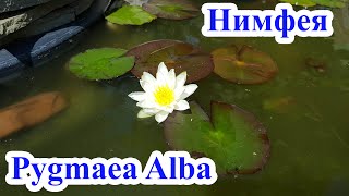 Нимфея Пигмея Альба