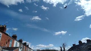 Kristin Hersh - 'American Copper' drifty sky cloud backyard timelapse. 1hr/1minute