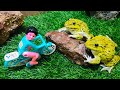 Two brothers frog vs excavoter funny video