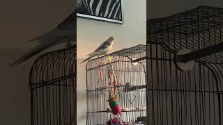 Silly cockatiel making clicking noises with heart wings!