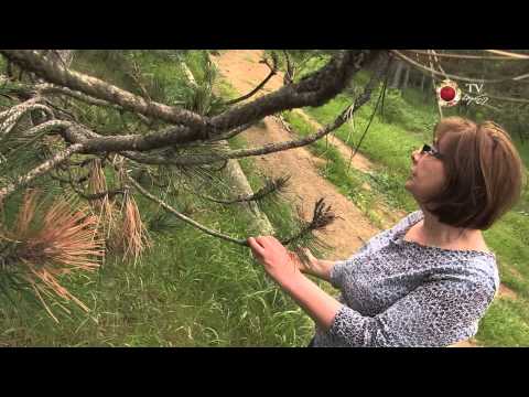 1 105 ოქროყანა new