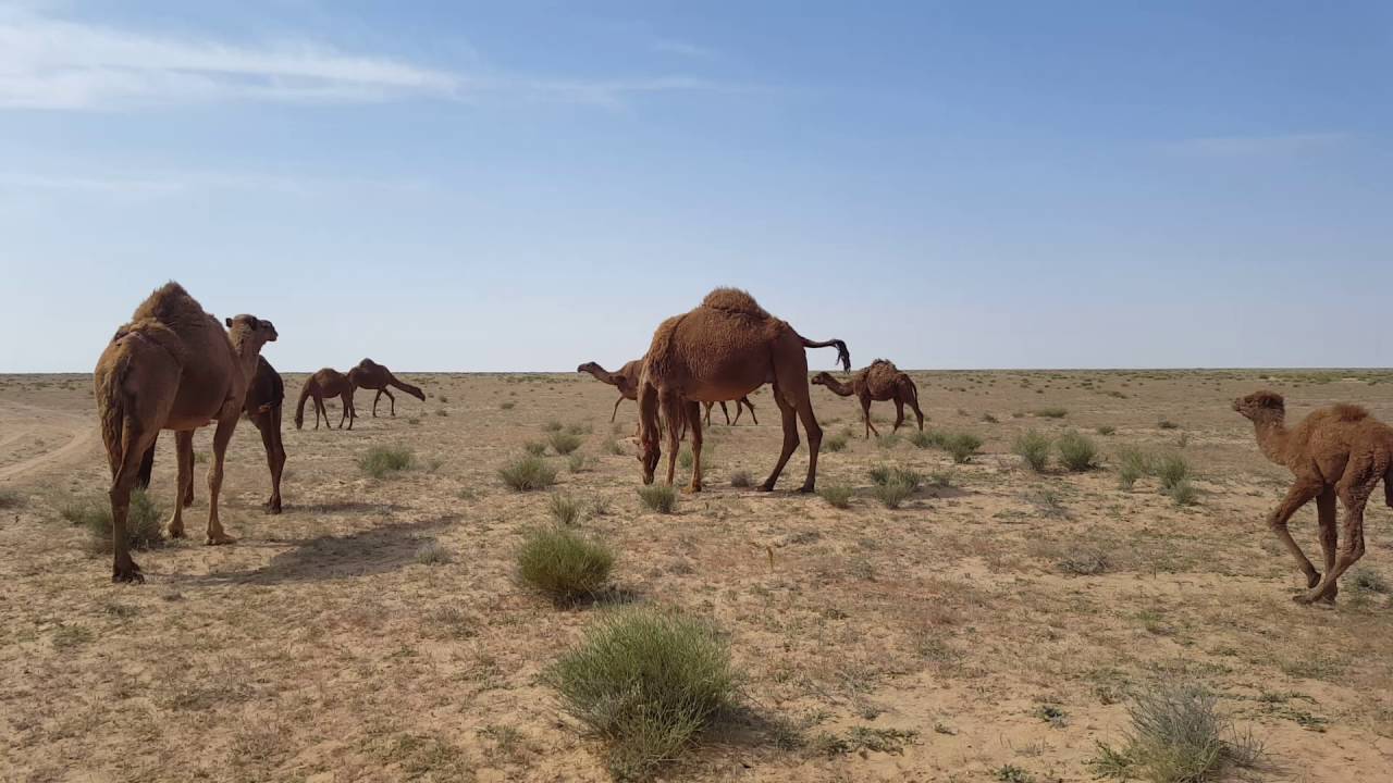 ابل سعد العايذي ابن فندي دولة العراق