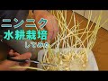 ニンニクを水耕栽培してみた/I tried hydroponics of garlicI tried hydroponics of garlic