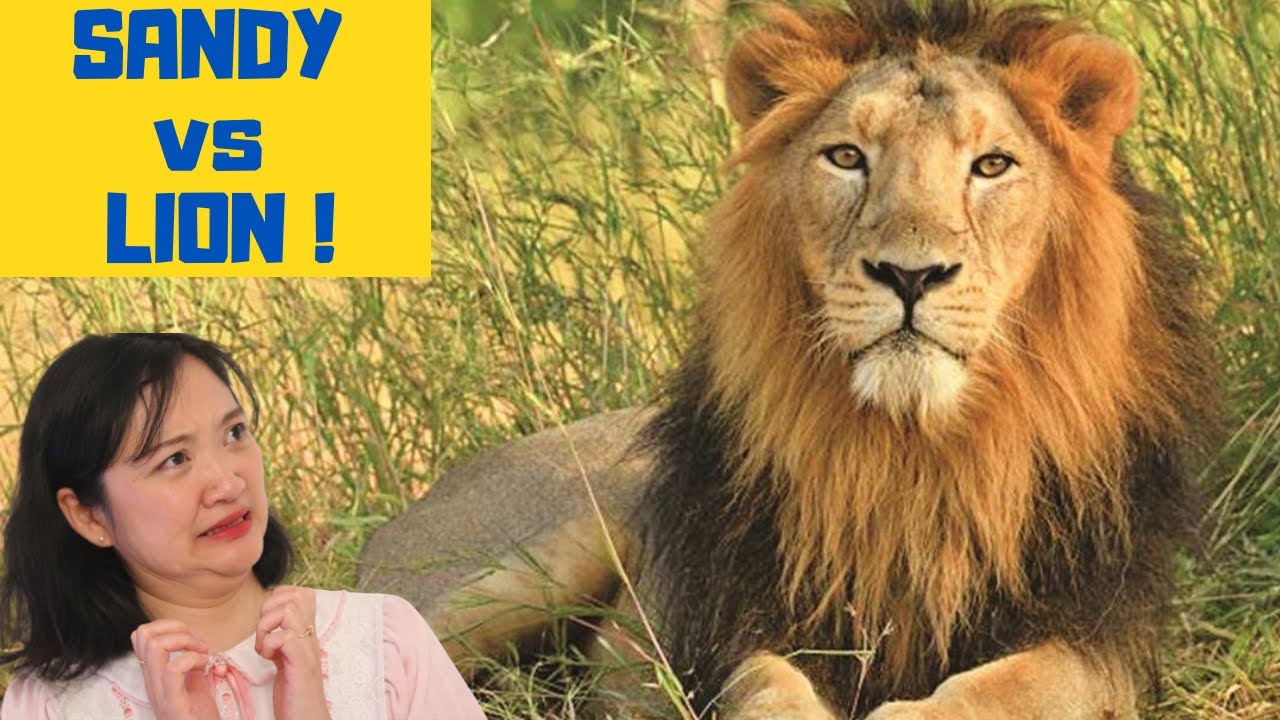 Indian Lion in German Zoo 😮😱| 带我老婆去逛动物园！老虎和我老婆哪个更可怕？